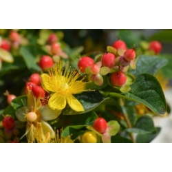 Nasiona Dziurawiec bezwonny Hypericum inodorum szt.3 PWxx125