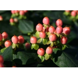 Nasiona Dziurawiec bezwonny Hypericum inodorum szt.3 PWxx125