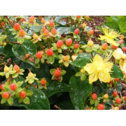 Nasiona Dziurawiec bezwonny Hypericum inodorum szt.3 PWxx125