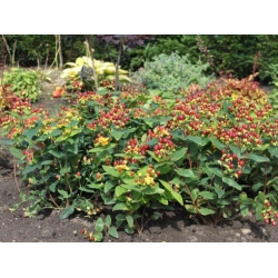 Nasiona Dziurawiec bezwonny Hypericum inodorum szt.3 PWxx125