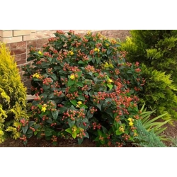 Nasiona Dziurawiec bezwonny Hypericum inodorum szt.3 PWxx125