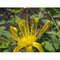 Nasiona Dziurawiec bupleuroides Hypericum szt.3 PWxx120
