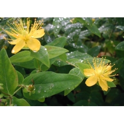Nasiona Dziurawiec bupleuroides Hypericum szt.3 PWxx120