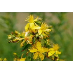 Nasiona Dziurawiec bupleuroides Hypericum szt.3 PWxx120