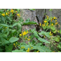 Nasiona Dziurawiec bupleuroides Hypericum szt.3 PWxx120