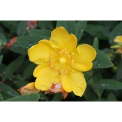 Nasiona Dziurawiec kielichowaty Hypericum szt.3 PWxx121