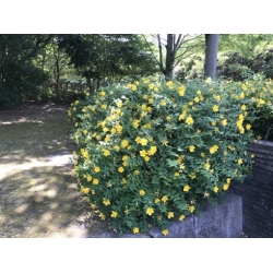 Nasiona Dziurawiec kielichowaty Hypericum szt.3 PWxx121