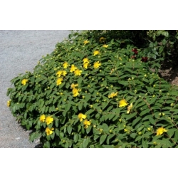 Nasiona Dziurawiec kielichowaty Hypericum szt.3 PWxx121