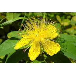 Nasiona Dziurawiec kielichowaty Hypericum szt.3 PWxx121