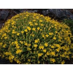 Nasiona Dziurawiec olimpijski Hypericum szt.3 PWxx122