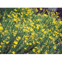 Nasiona Dziurawiec olimpijski Hypericum szt.3 PWxx122