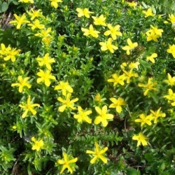 Nasiona Dziurawiec wschodni Hypericum szt.3 PWxx123