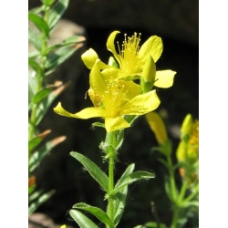 Nasiona Dziurawiec wschodni Hypericum szt.3 PWxx123