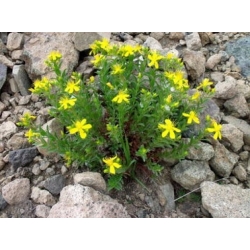 Nasiona Dziurawiec wschodni Hypericum szt.3 PWxx123