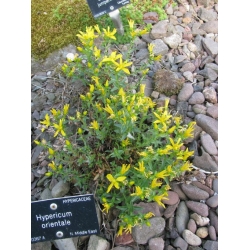 Nasiona Dziurawiec wschodni Hypericum szt.3 PWxx123