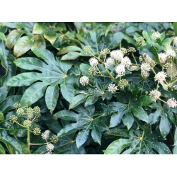 Nasiona Fatsja japońska Fatsia japonica szt.3 PWxx103