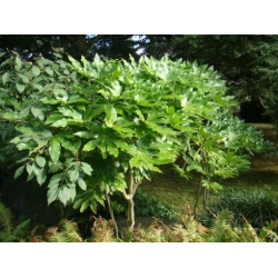 Nasiona Fatsja japońska Fatsia japonica szt.3 PWxx103