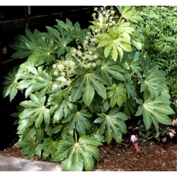 Nasiona Fatsja japońska Fatsia japonica szt.3 PWxx103