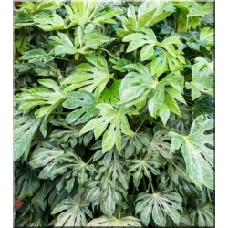Nasiona Fatsja japońska Fatsia japonica szt.3 PWxx103