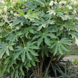Nasiona Fatsja japońska Fatsia japonica szt.3 PWxx103