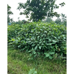 Nasiona Figowiec groniasty Ficus racemosa szt.3 PWxx104