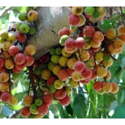 Nasiona Figowiec groniasty Ficus racemosa szt.3 PWxx104