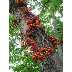 Nasiona Figowiec groniasty Ficus racemosa szt.3 PWxx104