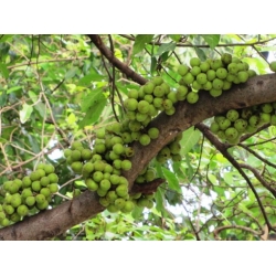 Nasiona Figowiec groniasty Ficus racemosa szt.3 PWxx104