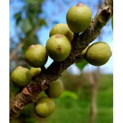Nasiona Figowiec pagodowy Ficus religiosa szt.3 PWxx105
