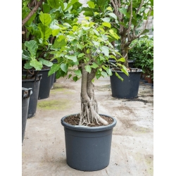 Nasiona Figowiec pagodowy Ficus religiosa szt.3 PWxx105