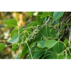 Nasiona Figowiec pagodowy Ficus religiosa szt.3 PWxx105