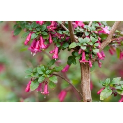 Nasiona Fuksja bacillaris Fuchsia szt.3 PWxx107