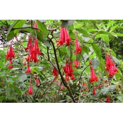 Nasiona Fuksja boliwijska Fuchsia boliviana szt.3 PWxx108