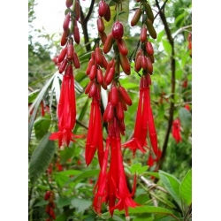 Nasiona Fuksja boliwijska Fuchsia boliviana szt.3 PWxx108