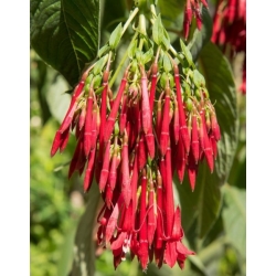 Nasiona Fuksja boliwijska Fuchsia boliviana szt.3 PWxx108
