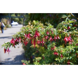 Nasiona Fuksja boliwijska Fuchsia boliviana szt.3 PWxx108