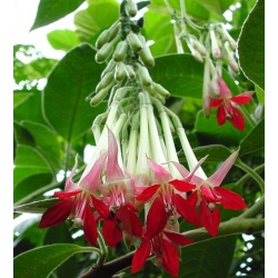 Nasiona Fuksja boliwijska biała Fuchsia boliviana white szt.3 PWxx109