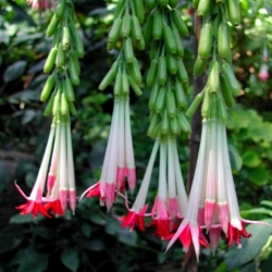 Nasiona Fuksja boliwijska biała Fuchsia boliviana white szt.3 PWxx109