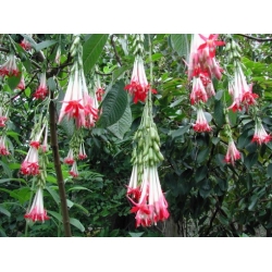 Nasiona Fuksja boliwijska biała Fuchsia boliviana white szt.3 PWxx109
