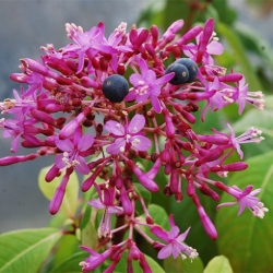 Nasiona Fuksja paniculata Fuchsia paniculata szt.3 PWxx110