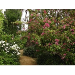 Nasiona Fuksja paniculata Fuchsia paniculata szt.3 PWxx110