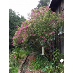 Nasiona Fuksja paniculata Fuchsia paniculata szt.3 PWxx110