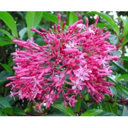 Nasiona Fuksja paniculata Fuchsia paniculata szt.3 PWxx110