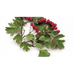 Nasiona Głóg jednoszyjkowy Crataegus szt.3 PWxx84