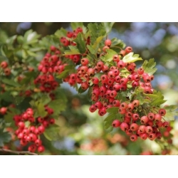 Nasiona Głóg jednoszyjkowy Crataegus szt.3 PWxx84