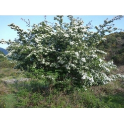 Nasiona Głóg jednoszyjkowy Crataegus szt.3 PWxx84