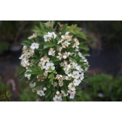 Nasiona Głóg jednoszyjkowy Crataegus szt.3 PWxx84