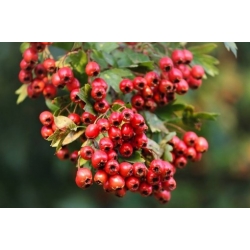 Nasiona Głóg jednoszyjkowy Crataegus szt.3 PWxx84