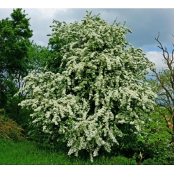 Nasiona Głóg jednoszyjkowy Crataegus szt.3 PWxx84