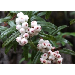 Nasiona Golteria Gaultheria hispida szt.3 PWxx111